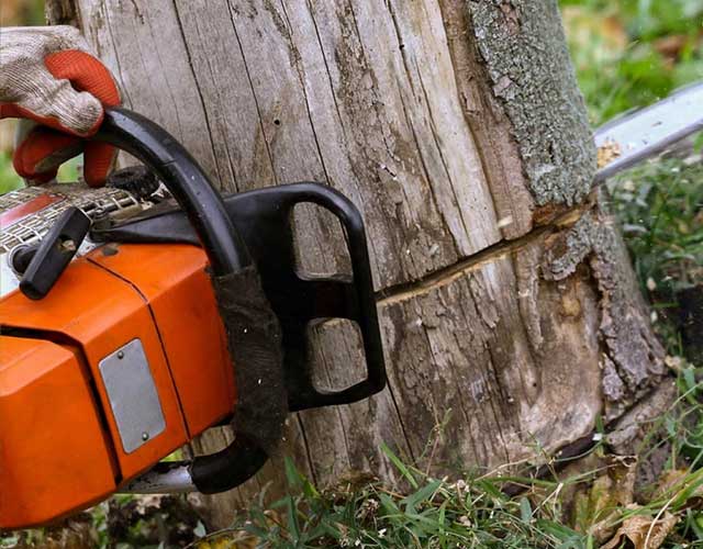 Gold Coast Tree Removals